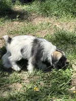 Bandit , a male Miniature Schnauzer for sale in Macks Creek, MO – 3 of 6