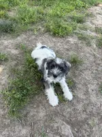 Bandit , a male Miniature Schnauzer for sale in Macks Creek, MO – 6 of 6