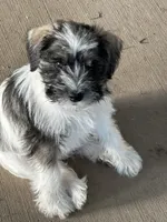 Bandit , a male Miniature Schnauzer for sale in Macks Creek, MO – 2 of 6