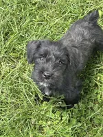 Tuffy, a male Miniature Schnauzer for sale in Macks Creek, MO – 3 of 5