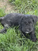 Tuffy, a male Miniature Schnauzer for sale in Macks Creek, MO – 4 of 5