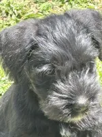 Tuffy, a male Miniature Schnauzer for sale in Macks Creek, MO – 2 of 5