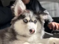 Hera, a female Pomsky for sale in Charlotte, NC – Photo 2 of 2