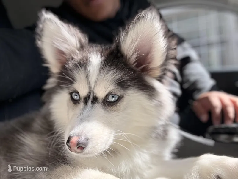 Hera – Pomsky puppy for sale in Charlotte, NC
