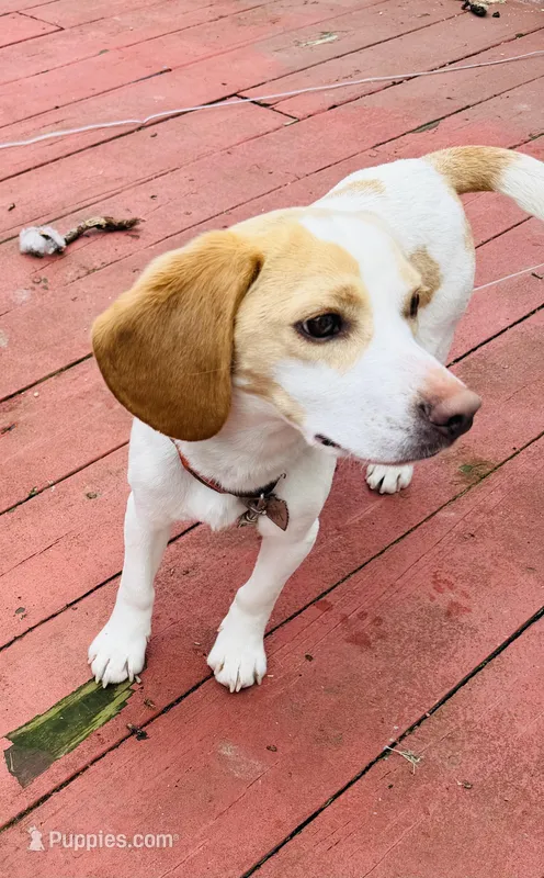 Lumbee – Beagle puppy for sale in Claymont, DE