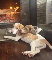 Lumbee, a male Beagle for sale in Claymont, DE – Photo 2 of 4