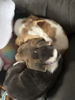 Lumbee, a male Beagle for sale in Claymont, DE – Photo 3 of 4