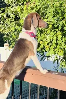 Talulah , a female Beagle for sale in Claymont, DE – 2 of 3