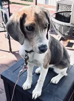 Talulah , a female Beagle for sale in Claymont, DE – 3 of 3