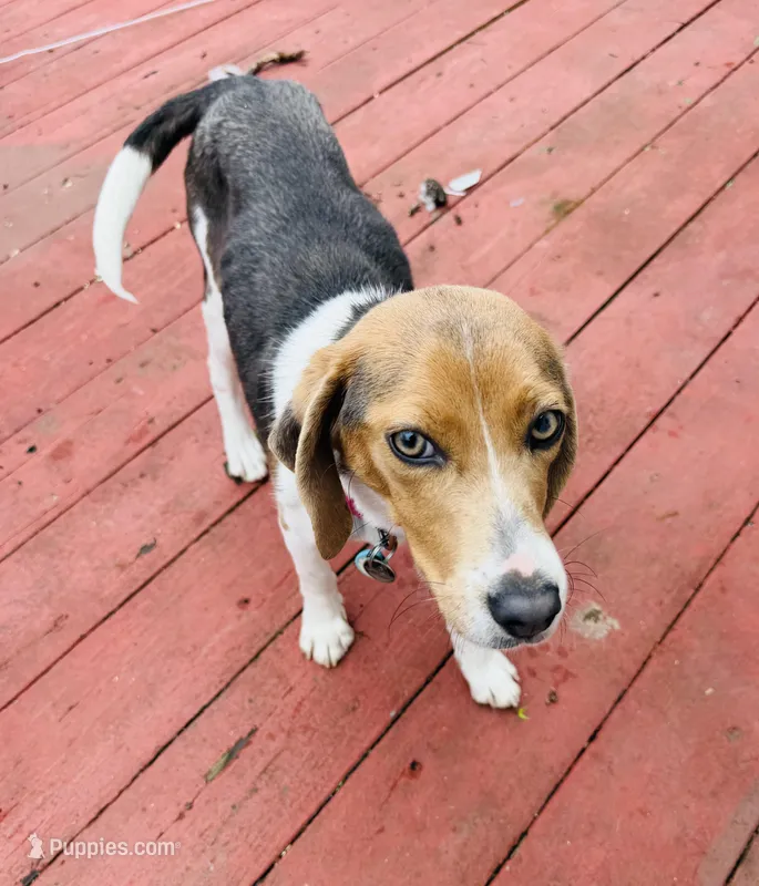 Talulah  – Beagle puppy for sale in Claymont, DE