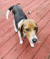 Talulah , a female Beagle for sale in Claymont, DE – Photo 1 of 4