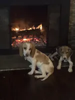 Talulah , a female Beagle for sale in Claymont, DE – Photo 4 of 4