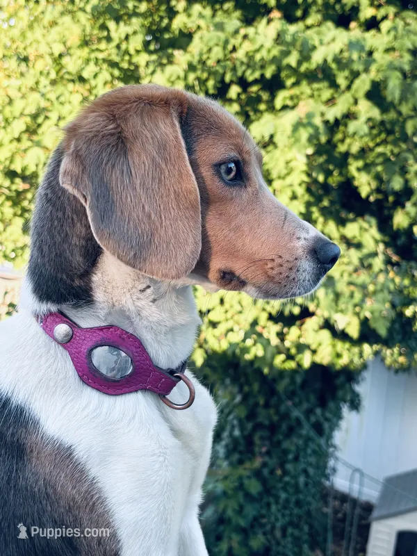 Talulah  – Beagle puppy for sale in Claymont, DE