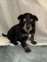 Puppy #3, a female Miniature Australian Shepherd for sale in Kansas City, MO – 1 of 1