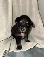 Puppy #6, a female Miniature Australian Shepherd for sale in Kansas City, MO – 1 of 1
