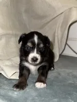 Puppy #1 , a female Miniature Australian Shepherd for sale in Kansas City, MO – 1 of 1