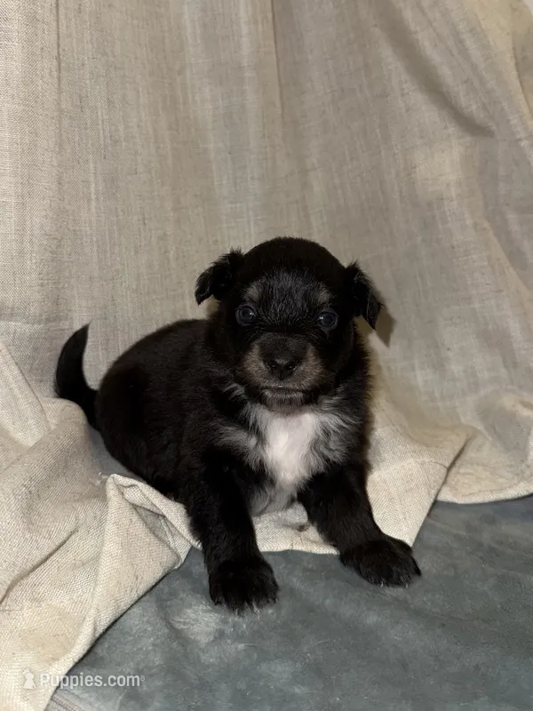 Puppy #5 – Miniature Australian Shepherd puppy for sale in Kansas City, MO