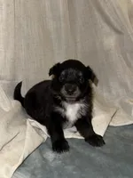 Puppy #5, a female Miniature Australian Shepherd for sale in Kansas City, MO – 1 of 1