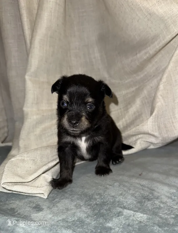 Puppy #4  – Miniature Australian Shepherd puppy for sale in Kansas City, MO
