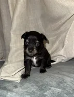 Puppy #4 , a female Miniature Australian Shepherd for sale in Kansas City, MO – 1 of 1