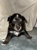 Puppy # 2 , a female Miniature Australian Shepherd for sale in Kansas City, MO – 1 of 1