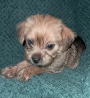 Mocha, a female Chihuahua and Shichon for sale in Latta, SC – Photo 5 of 9