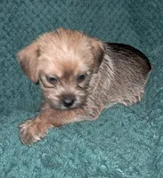 Mocha, a female Chihuahua and Shichon for sale in Latta, SC – Photo 1 of 9