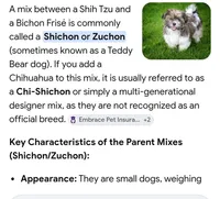 Mocha, a female Chihuahua and Shichon for sale in Latta, SC – Photo 8 of 9