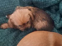 Mocha, a female Chihuahua and Shichon for sale in Latta, SC – Photo 7 of 9