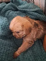 Mocha, a female Chihuahua and Shichon for sale in Latta, SC – Photo 6 of 9