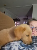 Winnie, a female Golden Retriever for sale in Latta, SC – 4 of 7