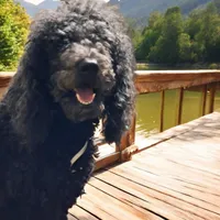 KJ, a male Poodle - Standard  for sale in Latta, SC – Photo 3 of 3