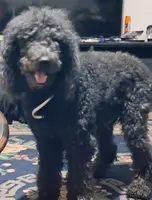 KJ, a male Poodle - Standard  for sale in Latta, SC – Photo 1 of 3