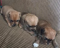 Whitney, a female Shichon for sale in Latta, SC – Photo 6 of 7