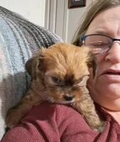 Whitney, a female Shichon for sale in Latta, SC – Photo 4 of 7