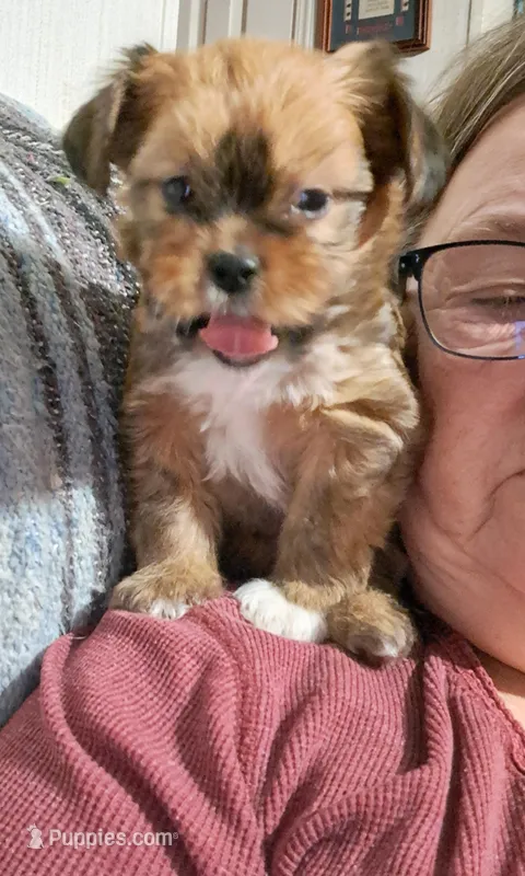 Whitney – Shichon puppy on hold in Latta, SC