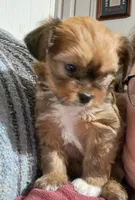 Whitney, a female Shichon for sale in Latta, SC – Photo 5 of 7