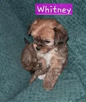 Whitney, a female Shichon for sale in Latta, SC – Photo 2 of 7