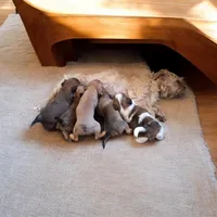 Whitney, a female Shichon for sale in Latta, SC – Photo 7 of 7