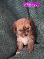Whitney, a female Shichon for sale in Latta, SC – Photo 3 of 7