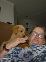 Winnie, a female Golden Retriever for sale in Latta, SC – 2 of 7