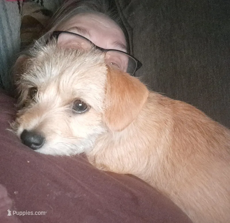 April – Bichon Frise, Chihuahua puppy for sale in Latta, SC