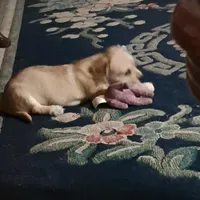 April, a female Bichon Frise and Chihuahua for sale in Latta, SC – Photo 4 of 9