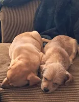 April, a female Bichon Frise and Chihuahua for sale in Latta, SC – Photo 9 of 9