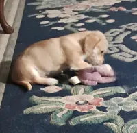 April, a female Bichon Frise and Chihuahua for sale in Latta, SC – Photo 2 of 9