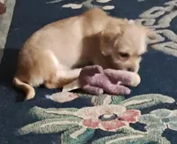 April, a female Bichon Frise and Chihuahua for sale in Latta, SC – Photo 1 of 9