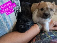 Little Bear, a female Shichon for sale in Latta, SC – Photo 6 of 6