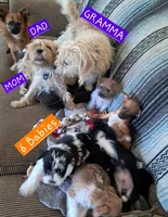 Little Bear, a female Shichon for sale in Latta, SC – Photo 5 of 6