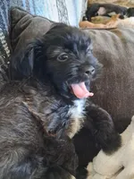 Little Bear, a female Shichon for sale in Latta, SC – Photo 2 of 6