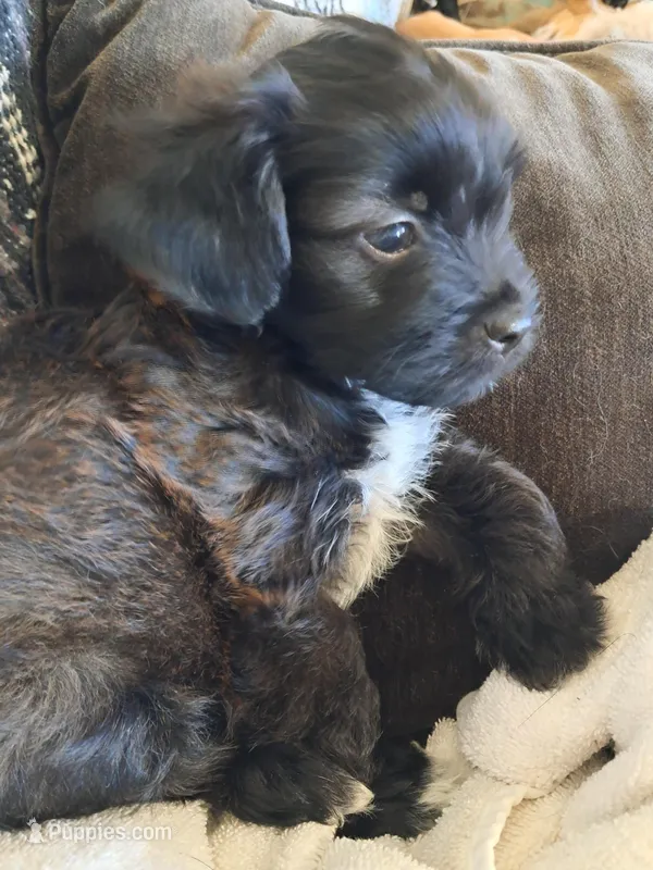 Little Bear, a female Shichon for sale in Latta, SC – Photo 1 of 6